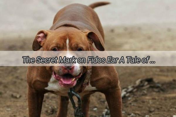 The Secret Mark on Fidos Ear A Tale of Unseen Loyalty and Hidden Identity